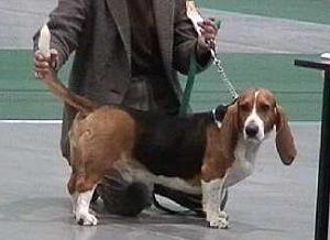 Un basset artésien. 